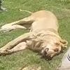 Man is mauled to death and EATEN by pet lion days after buying the beast to keep in his back garden
