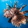 'Glimmer of hope' for marine life at UN Ocean conference