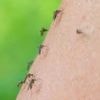 Insekten: Die Stechmückensaison beginnt - Was tun?