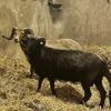 NVWA en politie grijpen in bij illegale slachterijen, schapen gered uit tuin van shoarmazaak