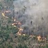 La déforestation en Amazonie brésilienne s'est accélérée au cours des 10 derniers mois