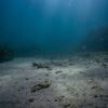 Wetenschappers luiden de alarmbel: ‘Verduistering van oceanen heeft verstrekkende gevolgen voor de aarde’