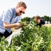 Insecten helpen? Wageningse onderzoekers werken aan gewassen die aantrekkelijker zijn voor bijen en vlinders