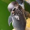 Neuerungen im Linux-Kernel 6.15 näher beleuchtet