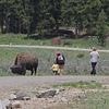 Toddler-wielding Yellowstone tourists do most idiotic thing imaginable upon seeing 1,000 pound BISON