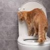 Votre chat utilise vos toilettes pour ses besoins ? Voici pourquoi ce n’est pas une bonne idée