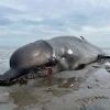 Tier war stark abgemagert: Angetriebener Wal auf Sylt erschossen
