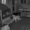 KIJK | Hond en inbrekende beer houden een staredown in LA