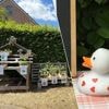 “Ons eendje kreeg pootjes”: snoodaard ontvreemdt rubberen spaarpot van plantenkraampje voor Artsen Zonder Grenzen