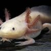 Endangered axolotl release raises hopes for rare amphibian