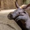 Wildtiere: Doch kein Friedrich - Erdferkel-Nachwuchs ist weiblich