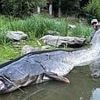 Cat-ch of the day! Angler catches enormous 9ft catfish after 50-minute battle