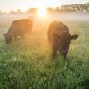 Investeringen in natuurherstel in ons land betalen zich tot vijftigmaal terug