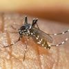 Chikungunya : le premier cas autochtone de l’année en France métropolitaine détecté dans le Var