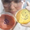 La bactérie miroir, une découverte scientifique qui pourrait être fatale à l'humanité