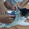 Narcomichi, un chat passeur de drogue, interpellé dans une prison du Costa Rica