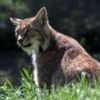 Illegal release lynx arrive at their new permanent home