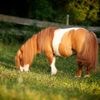 Celstraf voor seksueel misbruik pony, verdachte blijft vrij