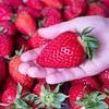 Giant strawberries 'you cannot fit in your mouth' are coming to UK supermarkets following an unusually warm and dry British spring