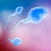 Sperm from men over the age of 45 are linked to higher IVF miscarriages and lower birth rates - even when young donor eggs were used