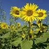 Gelées, limaces, engrais… Comment entretenir vos plantations en mai ? Voici cinq conseils