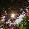 Berlins Sehnsucht nach der Stille: Dieser Sommer sollte sich doch mühelos verlängern lassen