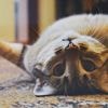 Europarlement stemt in met wet verplicht chippen honden en katten