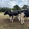 "C'est un crève-cœur" : dans le Morbihan, la fièvre catarrhale ovine décime les exploitations laitières