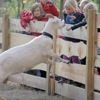 Berliner Sozialprojekt: Tiergehege und Streichelzoo im Volkspark Jungfernheide müssen schließen