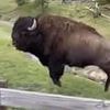 Yellowstone tourists slammed for laughing at 'dancing' bison as expert reveals what was happening