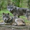 Nach EU-Abstimmung: Ministerin und Jäger befürworten einfachere Wolf-Abschüsse