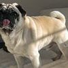 Machete-wielding robbers broke into our home and stole £20k in jewellery and watches but we don't care about any of that... they took our DOG