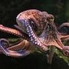 Invading hoard of octopuses from the Mediterranean devour shellfish caught by British fishing crews - leaving shortages at restaurants
