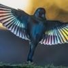 Photographer spends decade capturing back garden wildlife