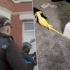 KIJK. Papegaai helpt politie aan bewijs tegen drugsbende