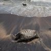 Sri Lankan court orders owners of container ship to pay $1 billion in marine pollution compensation