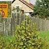 Is it safe to buy a house with a history of Japanese knotweed? Seller says it's been treated...