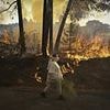 Brit hotspots are burning: Three are killed as wildfires tear through Greek Islands, Spain, Portugal and the Balkans as heatwaves hell continues