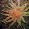 Onderzoekers achterhalen oorzaak massasterfte onder Amerikaanse zeesterren