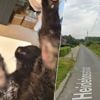 Kattenbeul aan het werk in Moorsel?: “Een diertje met brandwonden, meerdere dieren vermist”