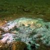 Massale sterfte onder zeesterren duurt al ruim tien jaar – eindelijk is de veroorzaker ontdekt