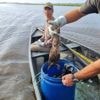 REPORTAGE. Un silence de mort remplace le chant des oiseaux dans la Brière frappée par une épizootie