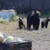 Un randonneur tué par un ours dans le nord du Japon