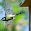 Naturschutz: „Stunde der Gartenvögel“ - Bevölkerung soll Vögel zählen
