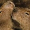 REPORTAGE. Avec les animaux, dans les coulisses de Terres de Nataé