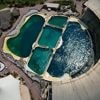Marineland : le ministère de la Transition écologique évoque un projet de centre pour accueillir les dauphins au zoo de Beauval