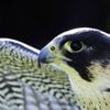 Voici comment ce rapace a développé une surprenante technique de chasse… grâce aux feux tricolores