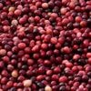 Cranberries produced for Thanksgiving and the bogs being restored to wetlands