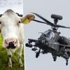 Boer moet koe laten inslapen na militaire oefening met tot op ‘grasspriethoogte’ vliegende helikop­ters