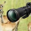 heise+ | Praxistest: Mit dem Nikon Z 6.3/800 Objektiv auf Safari
